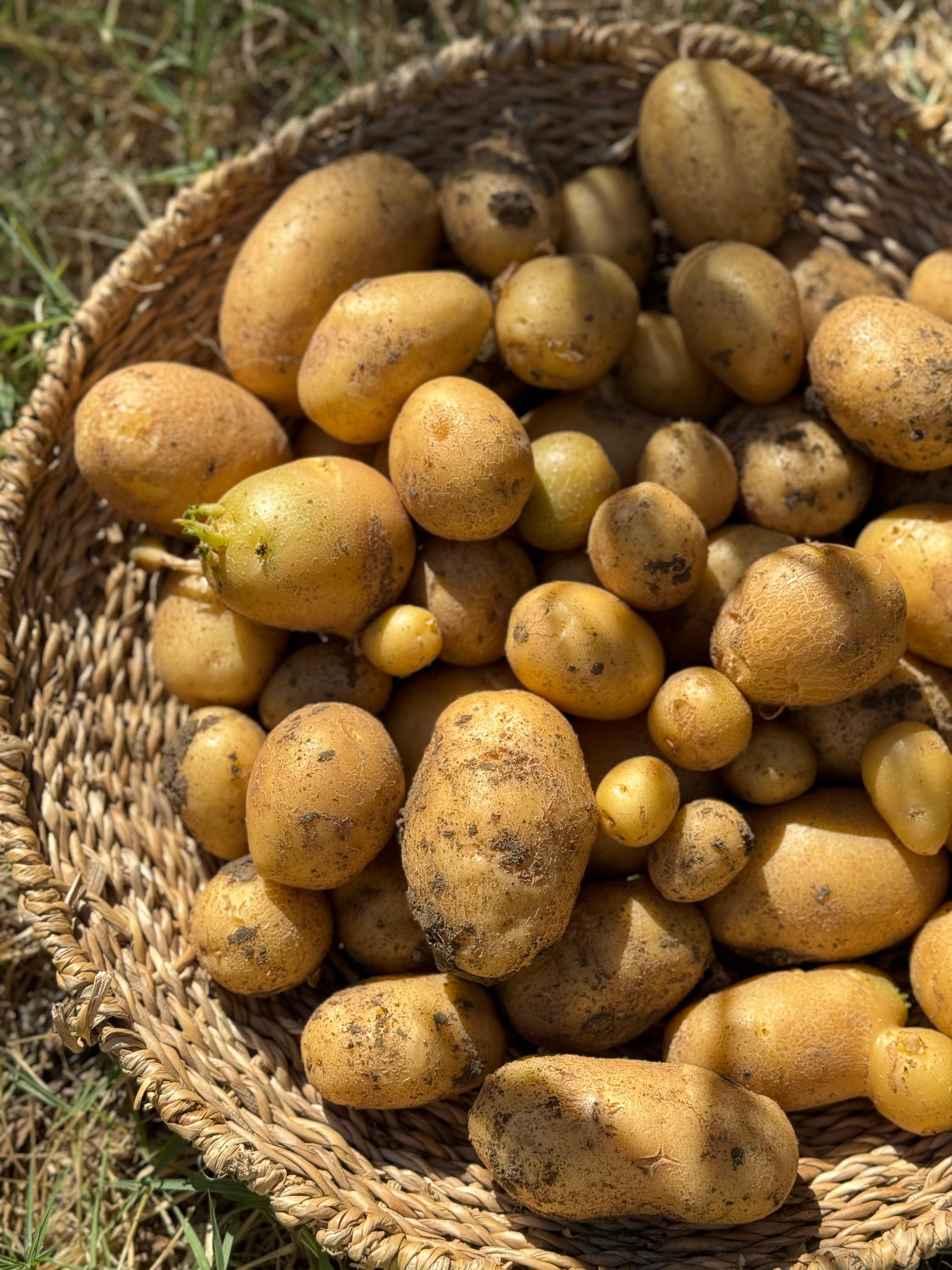 Doğal Bebek Patates